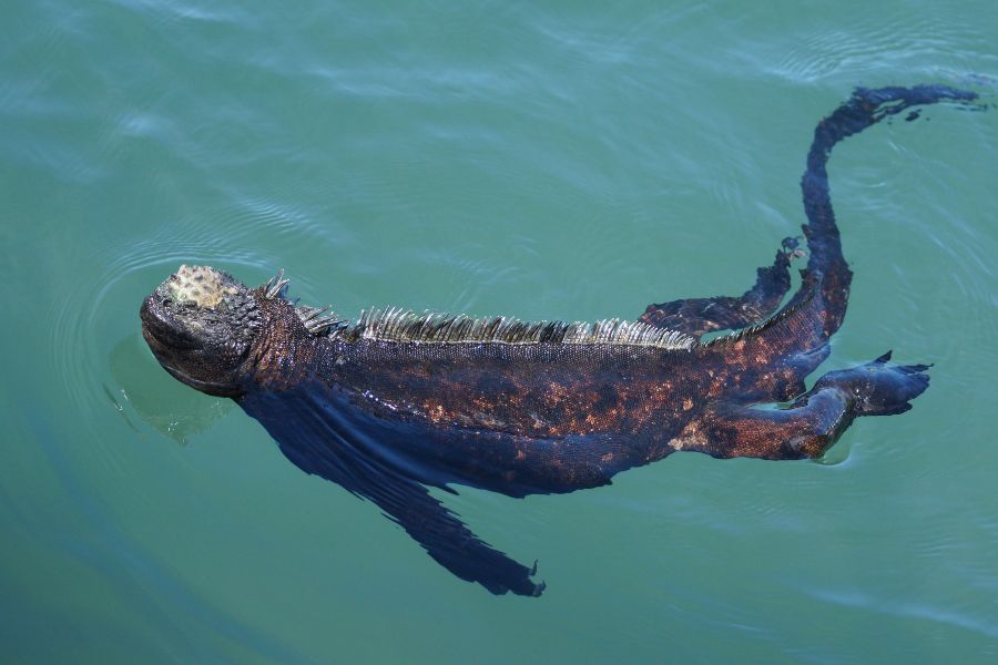 Animals to See On The Galapagos Islands - Marine Iguana