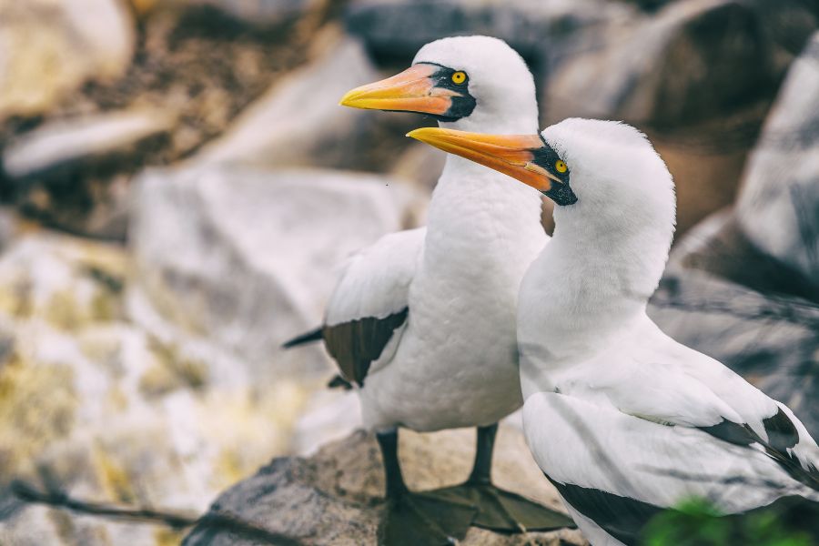 Animals to See On The Galapagos Islands - Nazca Boobies