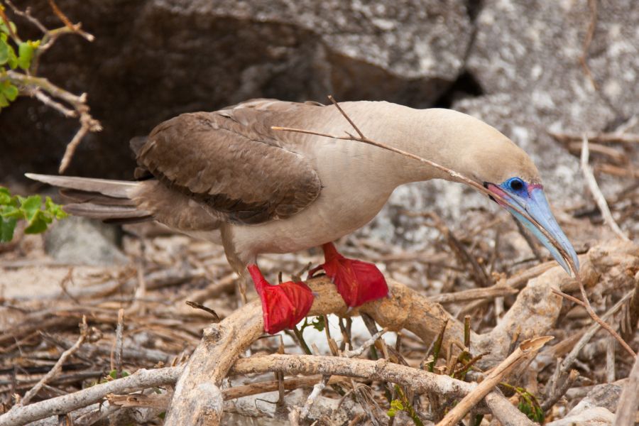 Animals to See On The Galapagos Islands - Red-footed Booby