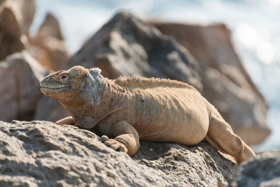 Animals to See On The Galapagos Islands - Santa Fe Land Iguana