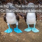 The Big 15 – The Animals to See On The Galapagos Islands