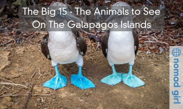 The Big 15 – The Animals to See On The Galapagos Islands