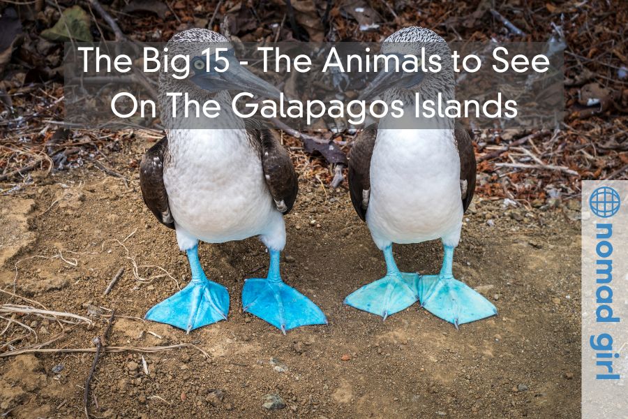 The Big 15 – The Animals to See On The Galapagos Islands