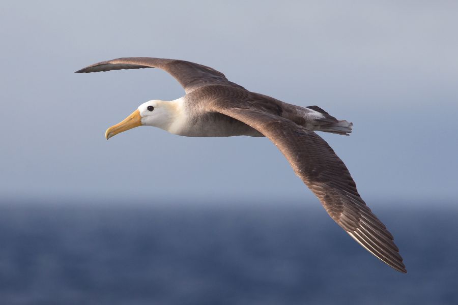 Animals to See On The Galapagos Islands - Waved Albatross