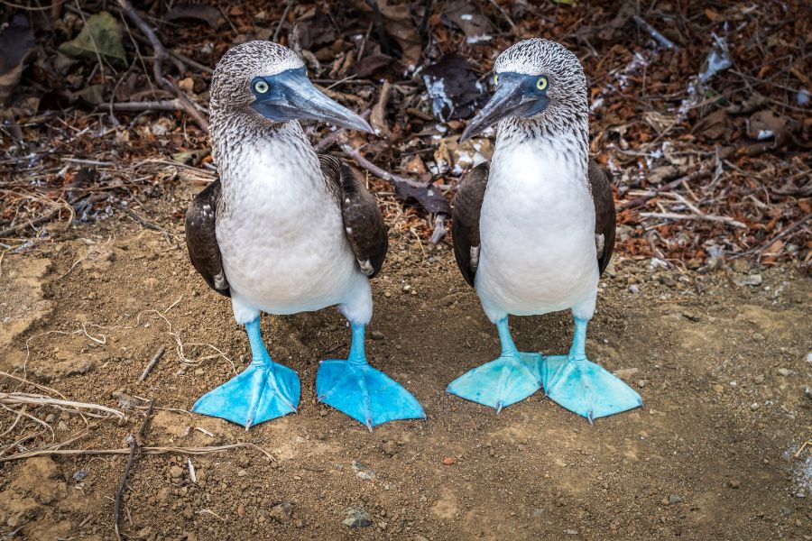 Animals to See On The Galapagos Islands - blue footed booby