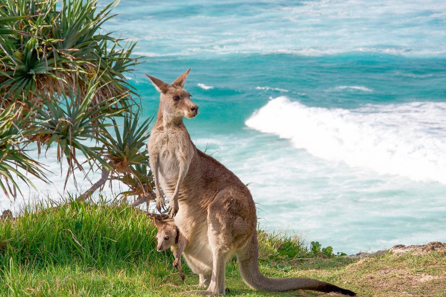 10 Incredible Things You Can Only Find in Australia - Kangaroo Island