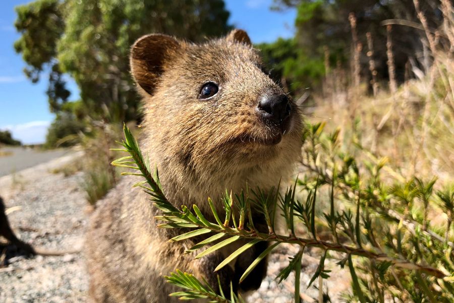 10 Incredible Things You Can Only Find in Australia - Quokka