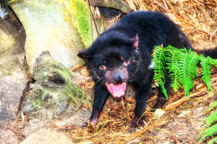 10 Incredible Things You Can Only Find in Australia - Tasmanian Devils