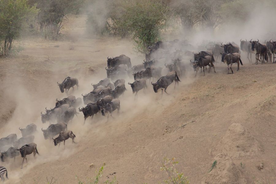 A Journey to the Seven Natural Wonders of Africa - Serengeti Migration