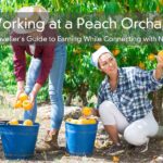 Working at a Peach Orchard – A Traveller’s Guide to Earning While Connecting with Nature