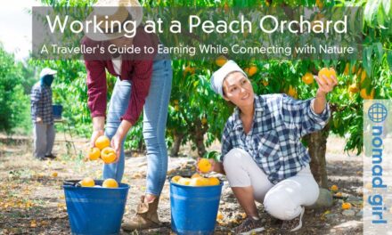 Working at a Peach Orchard – A Traveller’s Guide to Earning While Connecting with Nature