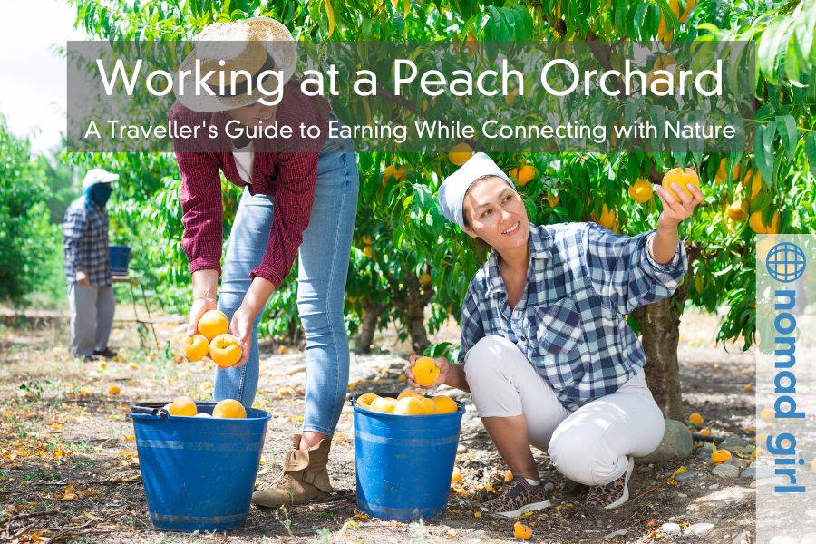 Working at a Peach Orchard – A Traveller’s Guide to Earning While Connecting with Nature