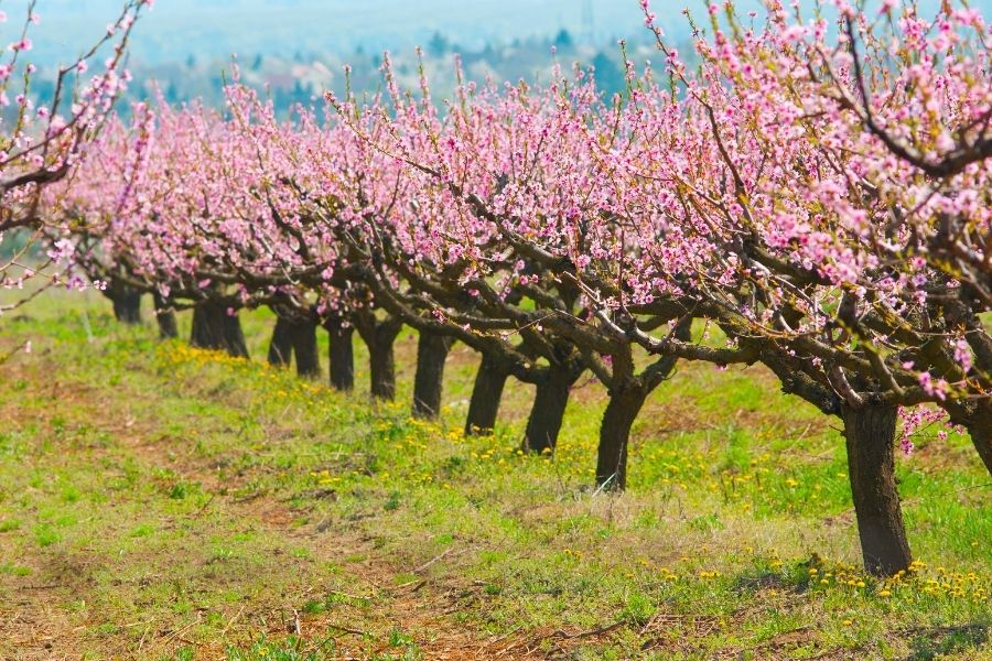 peach orchard in blossom