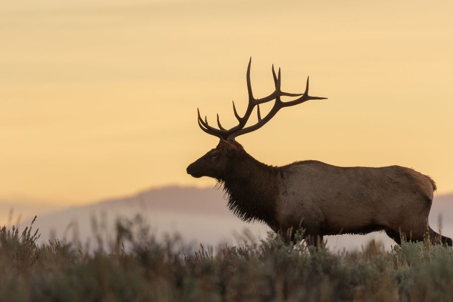 Wildlife watching - Elk