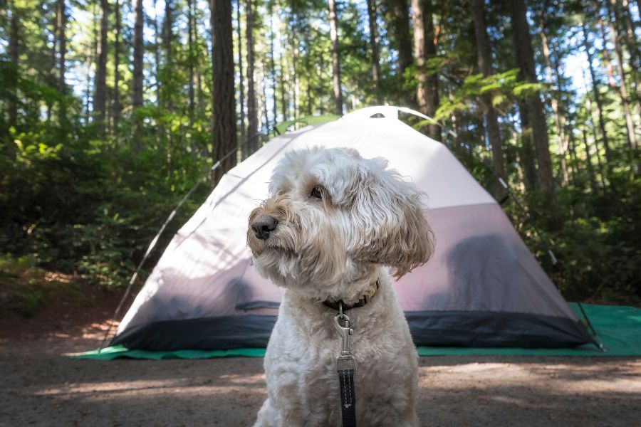 dog camping