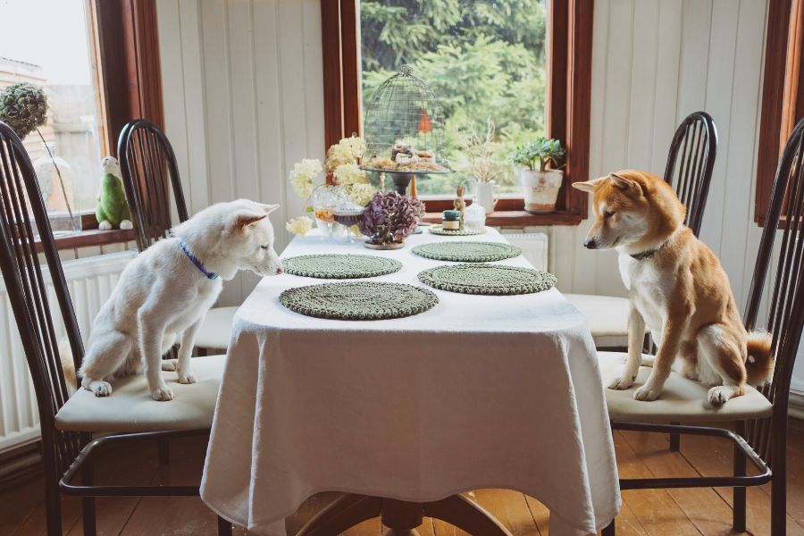 dog dining