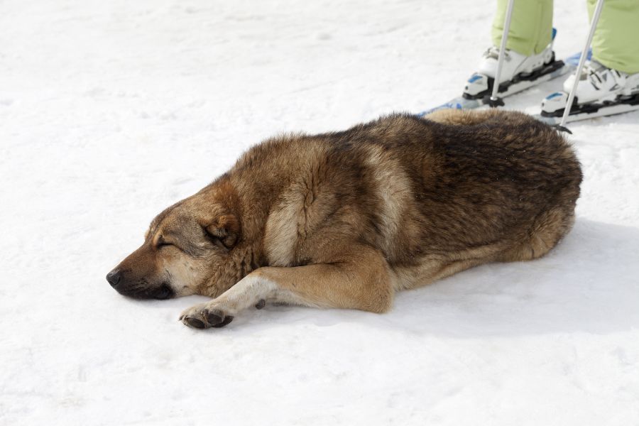 dog ski slopes