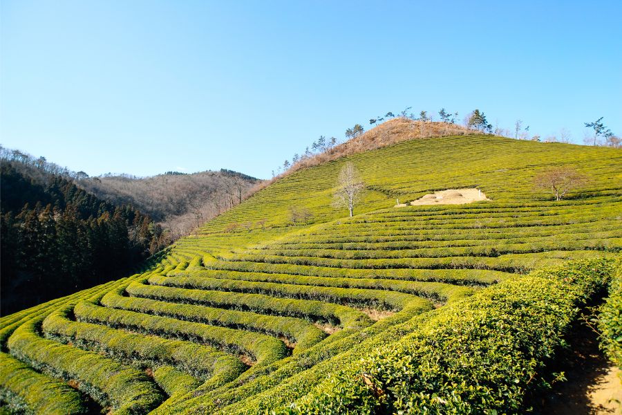 Boseong green tea plantation