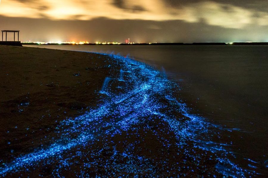 bioluminescent Kayak tour