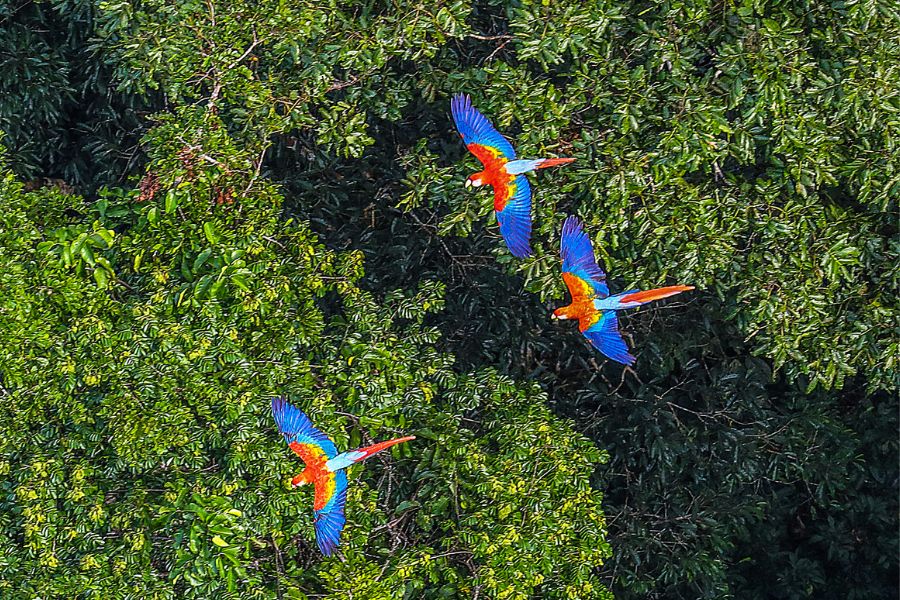 Best Of Costa Rica - Veragua Rainforest costa rica