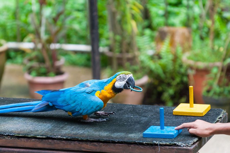 Zoo Negara KL