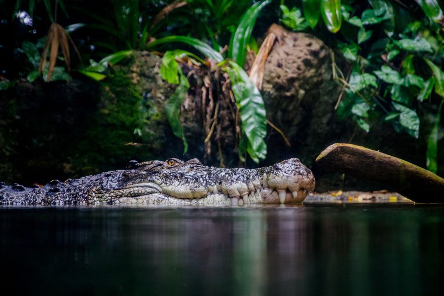 crocodiles costa rica