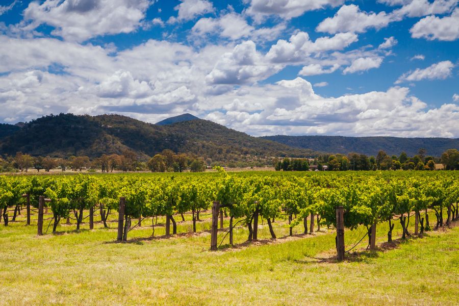 Hunter Valley A Wine Lover's Paradise