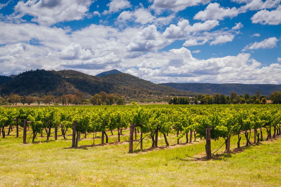 Hunter Valley A Wine Lover’s Paradise