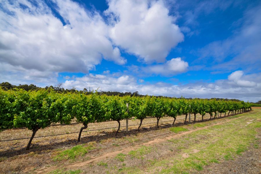 Wine Tourism in Australia - Margaret Rive