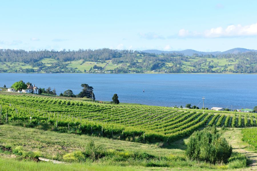 Wine Tourism in Australia - Tamar Valley