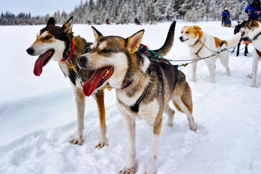 Ski holidays in France - dog sledging