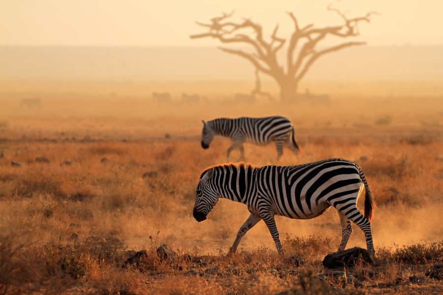 Kenya Digital Nomad Visa 