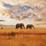 Kenya Digital Nomad Visa – The Heart of Africa Beckons Remote Workers