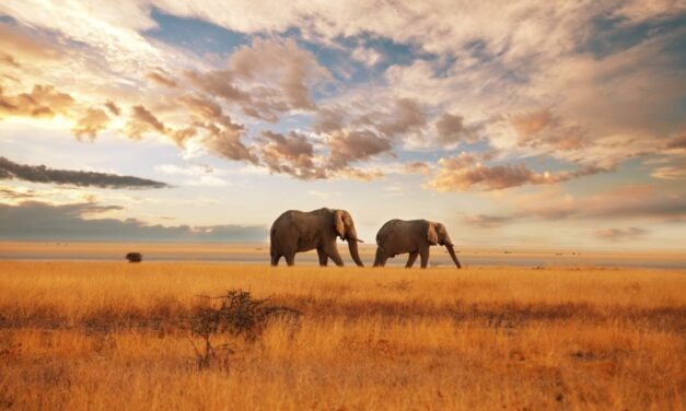 Kenya Digital Nomad Visa – The Heart of Africa Beckons Remote Workers